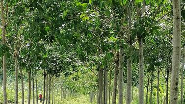 Costa Rica incursionará en industria del caucho con siembra de 1.500 hectáreas de árboles de hule  
