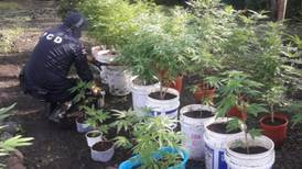 Cultivos caseros de marihuana dejan con medidas cautelares a dos hombres en Heredia y Alajuela