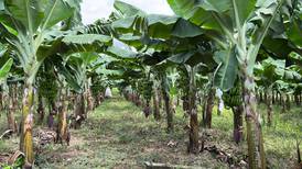 Fusarium Raza 4: Costa Rica prueba variedades de banano resistentes a letal hongo