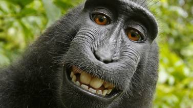 Los monos no tienen derechos de autor sobre selfies