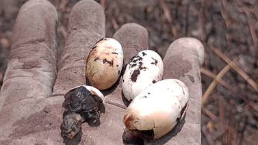 Incendio provocado habría quemado a 40.000 tortugas en Palo Verde