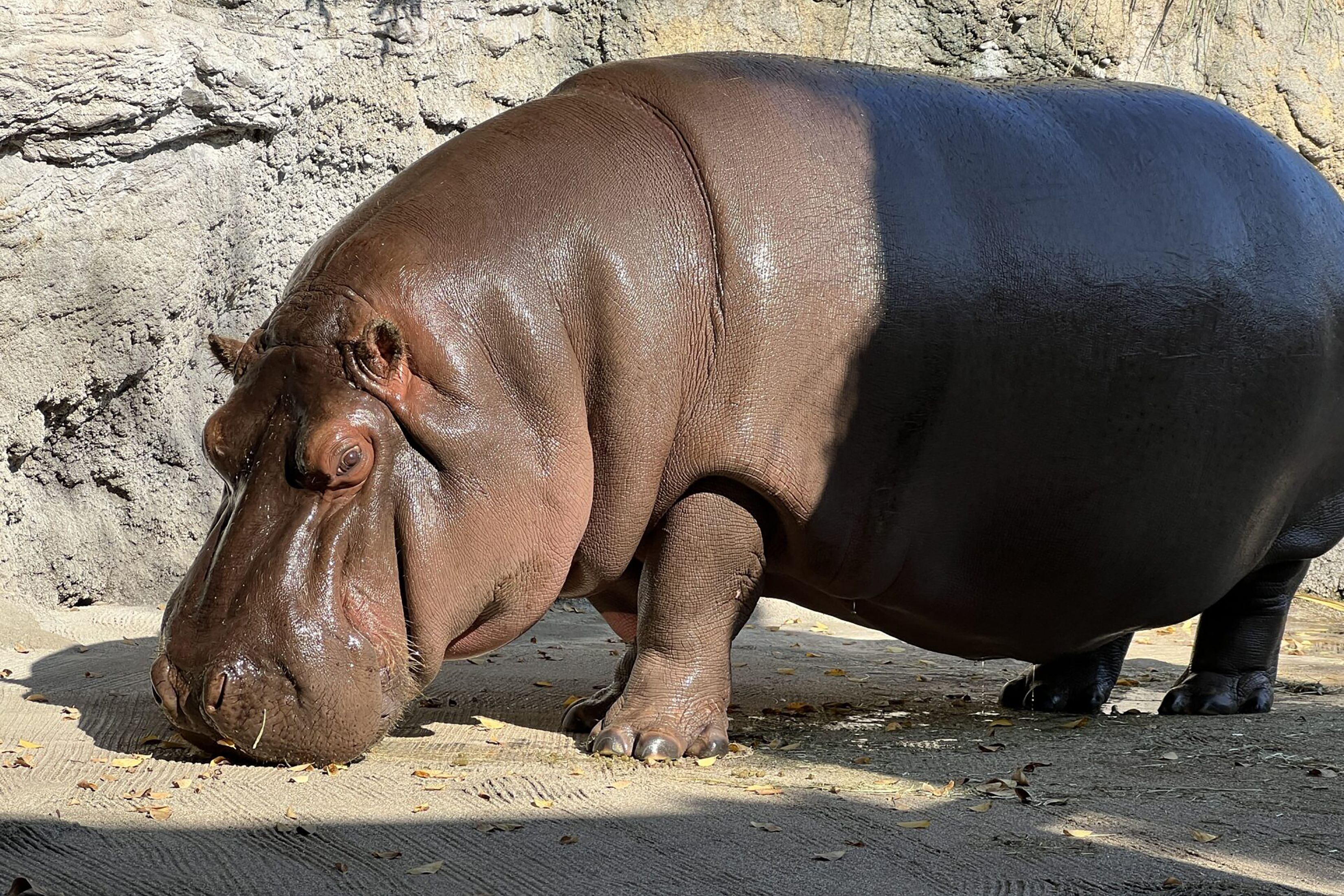 El hipopótamo, trasladado de México a Japón en 2017 y originalmente identificado como macho, resultó ser hembra, y responde al nombre de Gen-chan.