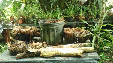 Ladrones roban orquídeas valoradas en ¢1 millón en vivero de Cartago