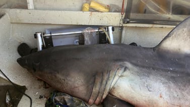 Enorme tiburón blanco brinca hacia un barco y golpea a pescador en Australia