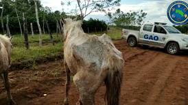 Policía decomisa 14 caballos y una mula traídos ilegalmente a la frontera norte para consumo humano 