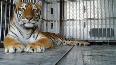 Ponderosa Adventure Park prepara 30.000 metros cuadrados para recibir a 9 tigres de Bengala