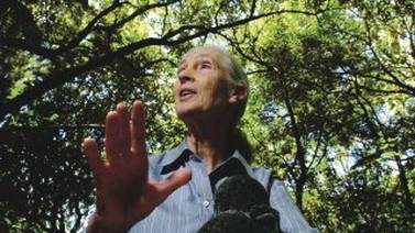 Jane Goodall: una vida por la conservación de los chimpancés