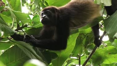 Es inhumana la electrocución de nuestros primates