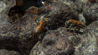 Enjambre de abejas desencadena caos en escuela