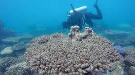 Cambio climático deja cicatrices cada vez más profundas en arrecifes del mundo
