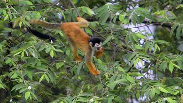 Los monos tití alertan al resto qué tipo de depredador los amenaza