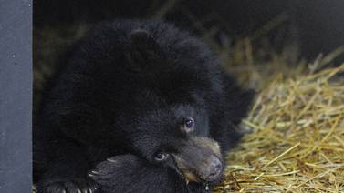 Develados secretos de la hibernación de osos de Alaska