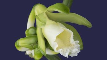 Nueva especie de orquídea descubierta honra a Christiana Figueres