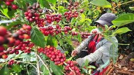 Precio promedio del café de Costa Rica subió 19% este año