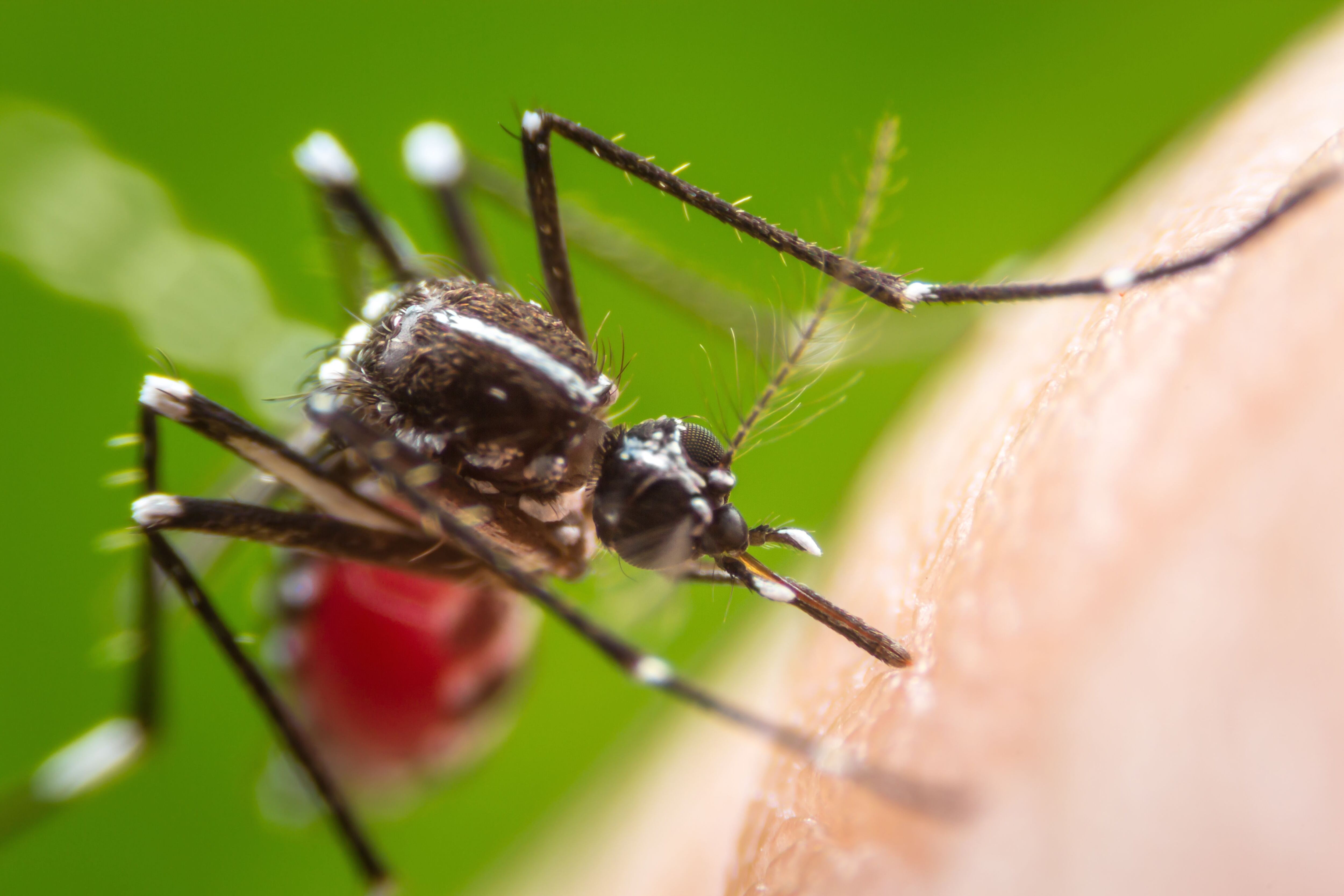 El Aedes aegypti es el zancudo que transmite dengue, zika y chikunguña. Foto:  Shutterstock