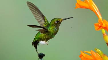 Nueve plantas para atraer colibríes a las casas
