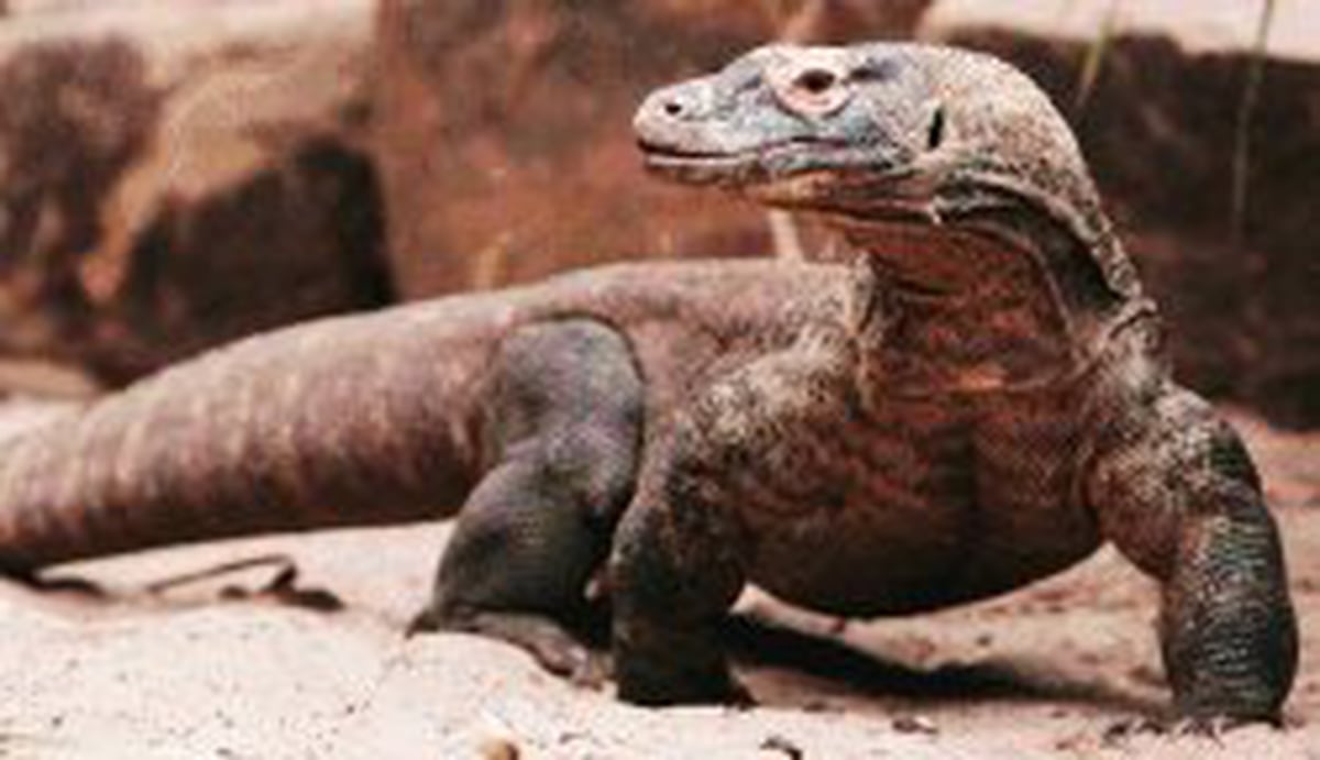 Genoma del dragón de Komodo explica el secreto de su fuerza - La Nación