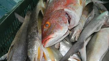Cada persona come 20 kilos de pescado al año