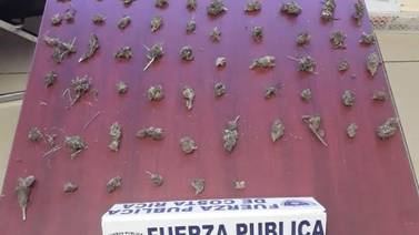 Cuatro sujetos detenidos por siembra de marihuana en Pérez Zeledón