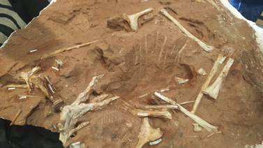 Paleontólogos descubren nueva especie de dinosaurio en el sur de Brasil