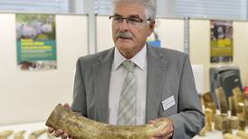 Autoridades suizas decomisan 262 kilos de colmillos de elefante en aeropuerto