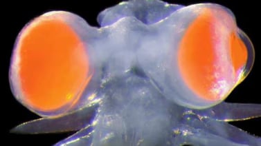 Científicos descubren gusano con ojos gigantes y sistema de visión avanzado en Italia