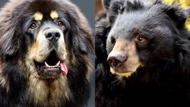 Familia de China compró un perro grande, pero terminó siendo un oso