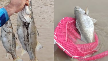 Cientos de peces mueren en ríos de San Carlos por cauce contaminado tras deslizamientos