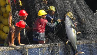 Pesca de atún creció 30% en 2022 y su valor alcanza los ¢31.000 millones en Costa Rica