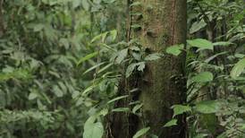 Fondo de ¢280 millones busca financiar proyectos para conservación de bosques