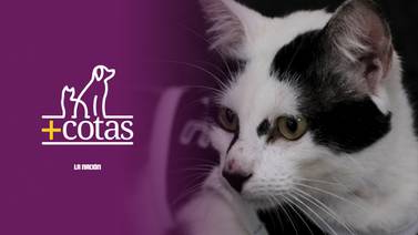 ¿Son los gatos peligrosos por la toxoplasmosis?
