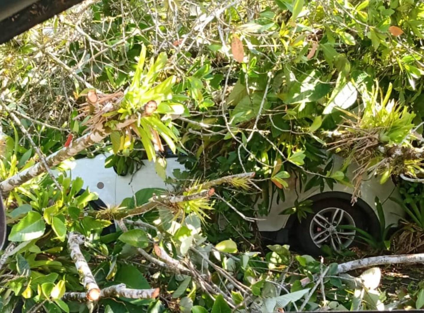 Cuatro carros estacionados en un colegio de Sarapiquí, quedaron bajo un árbol que cedió antes las ráfagas de este jueves. Foto: Suministrada por Reiner Montero.