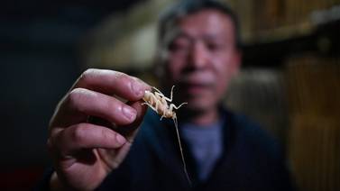 ¿Desea su cucaracha con picante o laqueada? En China estos insectos se degustan... y el negocio crece