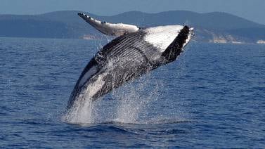 Cetáceos cantan y pelean para asegurar su linaje