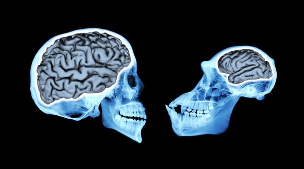 Cerebro de ancestros humanos creció de forma gradual durante tres millones  de años - La Nación