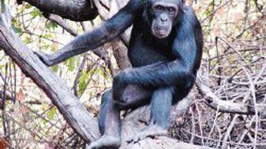 Humanos amenazan la diversidad cultural de los chimpancés