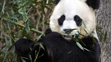 La panda gigante Mei Xiang dio a luz gemelos