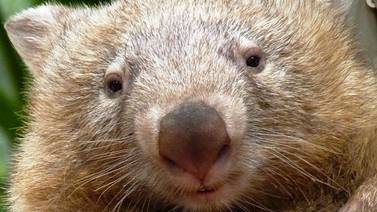 Wombat australiano muere por enfermedad renal y genera tristeza en admiradores