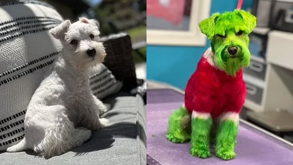 Un perro de raza Schnauzer fue teñido de verde por su dueña para parecerse al 'Grinch' en Estados Unidos. 