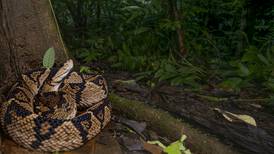 Jueza defiende vida de tres individuos de rara especie de serpiente de Costa Rica