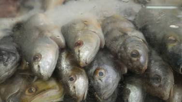 Casi la mitad de pescaderías incumplió reglas de información al consumidor