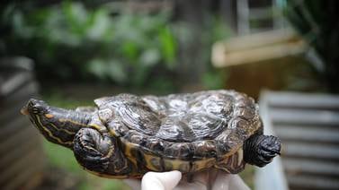 Centros de rescate alertan sobre ingreso de tortugas con deformaciones en caparazón