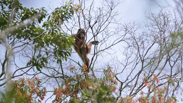 Peligra la población de orangutanes en la isla de Borneo