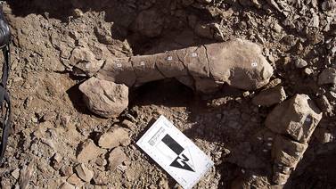 Descubiertos fósiles de dinosaurios más  australes de América