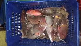 Guardacostas  decomisan productos por pesca ilegal en el golfo de Nicoya