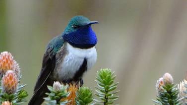México es pionero en Latinoamérica en la conservación urbana de colibríes

