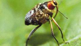 La mitad de las especies de insectos están en declive