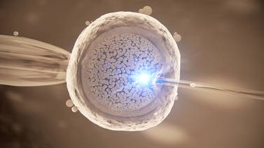 Nuevos modelos de embriones ayudarían a la investigación de abortos espontáneos y malformaciones