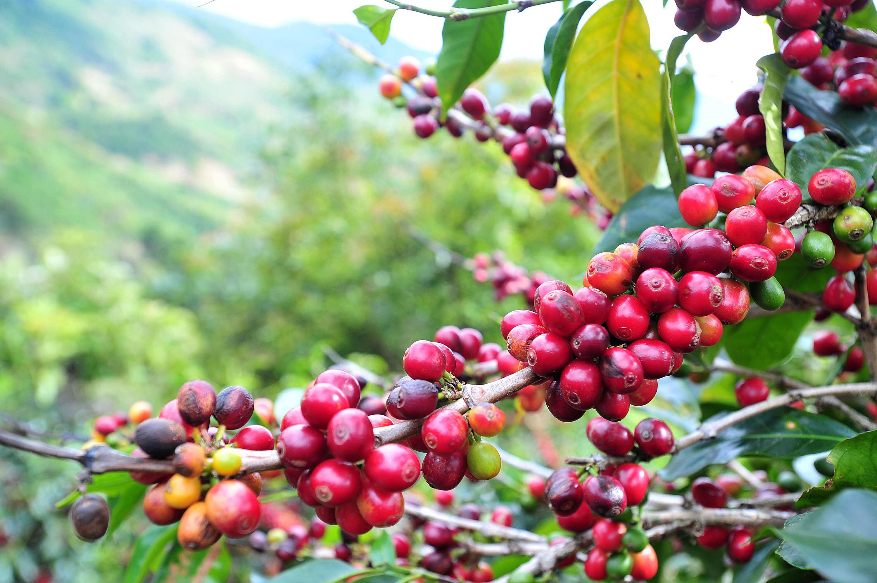 Las recientes investigaciones científicas indican que que el café arábica se formó entre 610.000 y un millón de años atrás en la región de Etiopía en África.