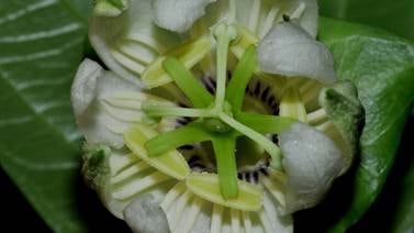 Una nueva especie de ‘flor de  pasión’ se asoma en Osa 